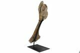 Triceratops Pelvic Bone (Pubis) - Wyoming #130215-3